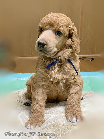 �X�^���v�[�u���[�_�[